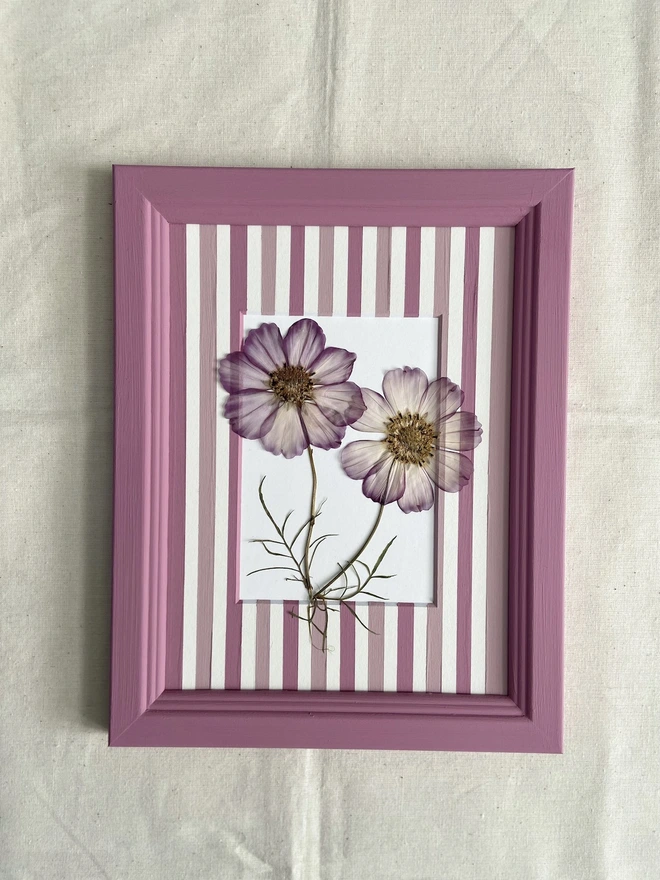 Two pressed cosmos flowers in painted stripe mount and painted frame