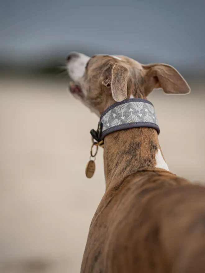 Summit - Signature Velvet Dog Collar