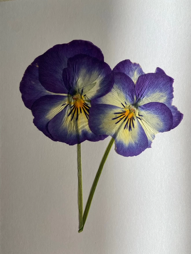 Close up of two pressed blue pansy flowers