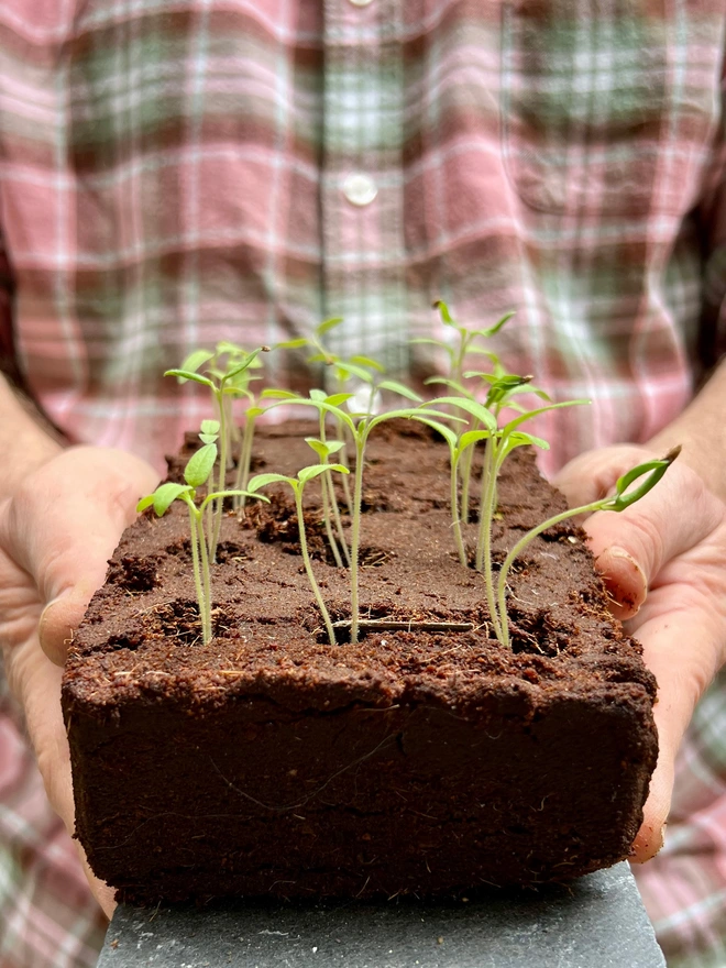 Germinated seedlings in Growbar being held by a man.