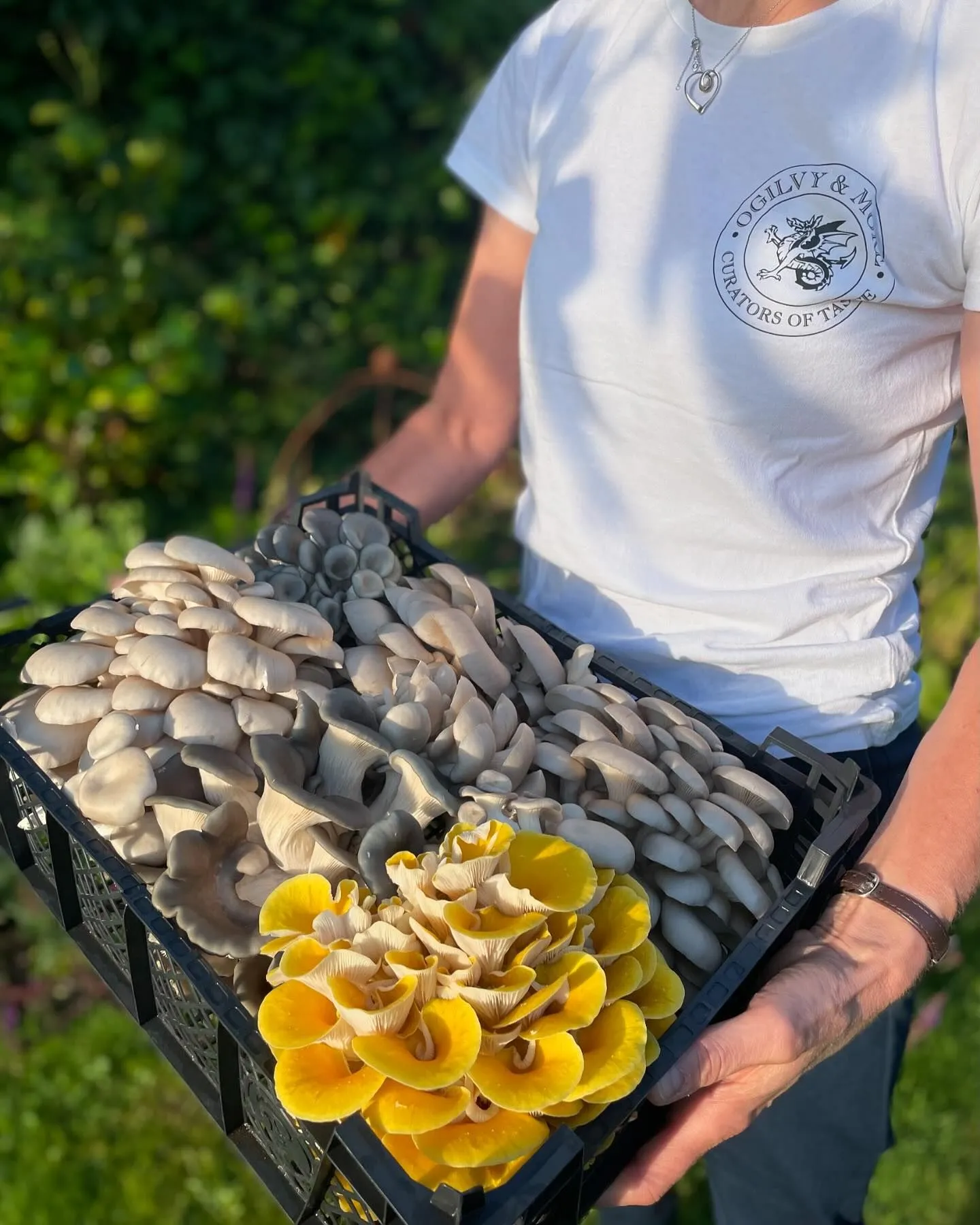 Fruit Bodhi Mushrooms