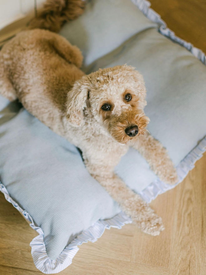 poodle on light blue corduroy dog cushion