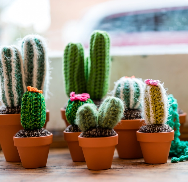 Knitted cactus 