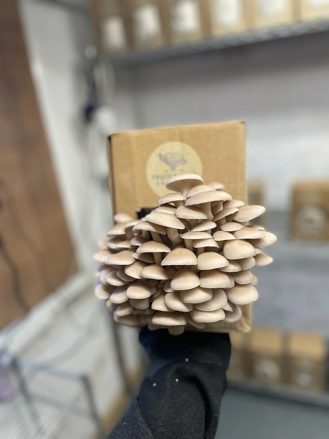 Pearl Oyster Mushroom Grow Kit