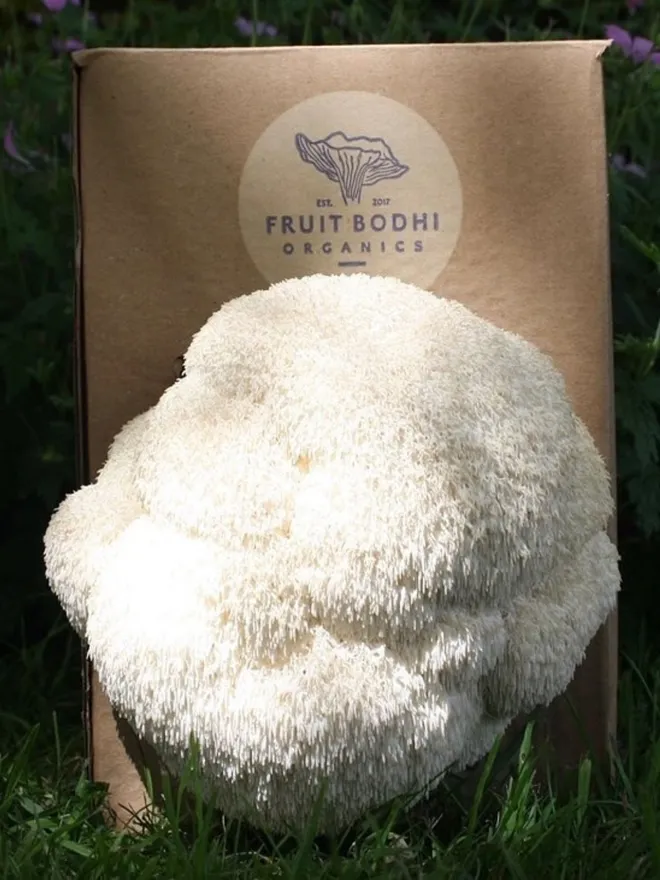 Lion's Mane Mushroom Growing Kit