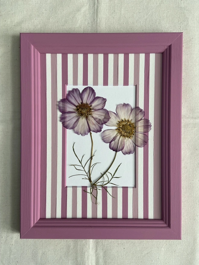 Two pressed cosmos flowers in painted stripe mount and painted frame