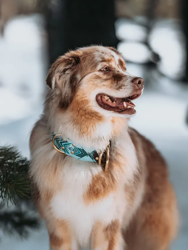 Nevis - Signature Velvet Dog Collar