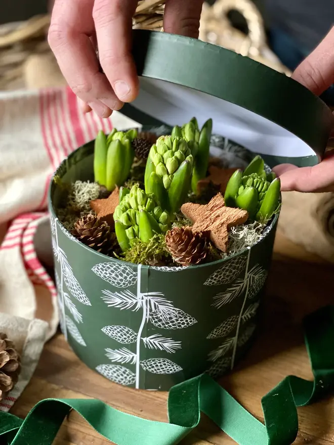 The lid being lifted from a green patterned hat box packed with fragrant hyacinth bulbs, decorated with miniature pine cones and wooden winter stars. 