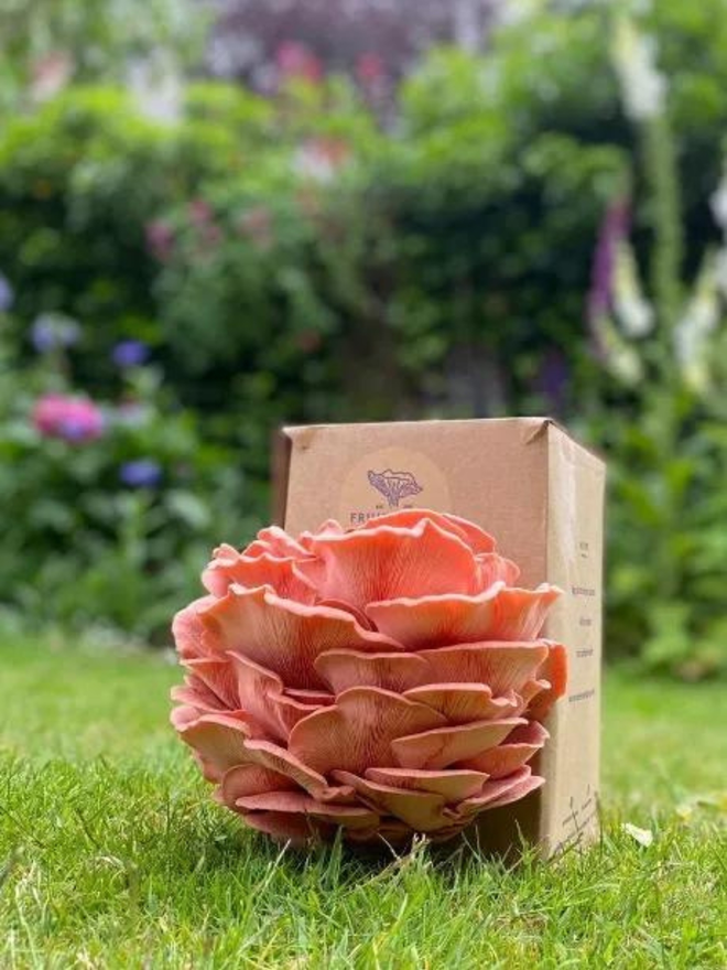 pink oyster mushroom growing kit