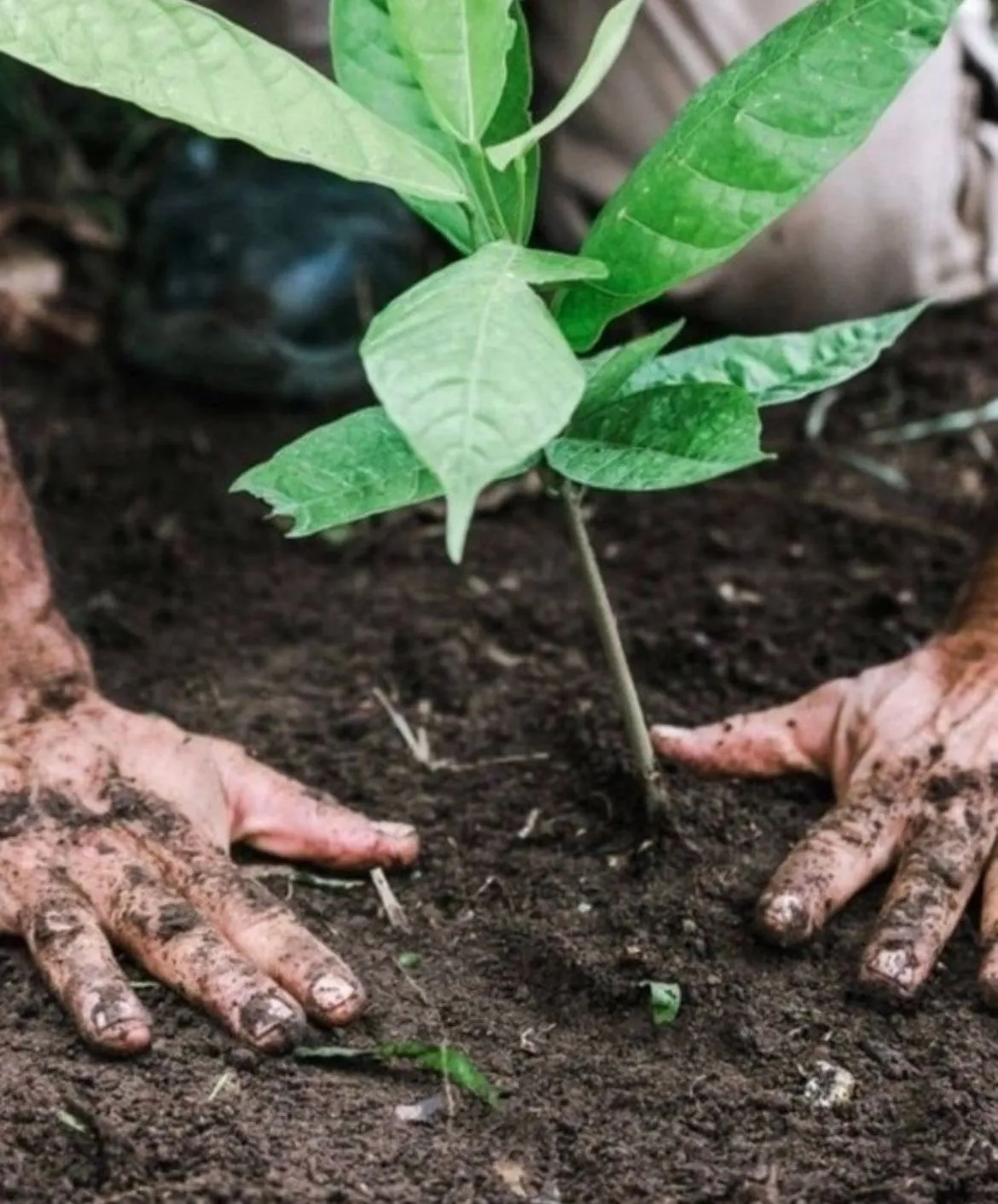 hands planting a cacao plant in the ground