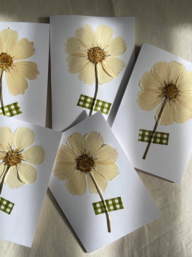 Selection of pressed white cosmos flower greeting cards