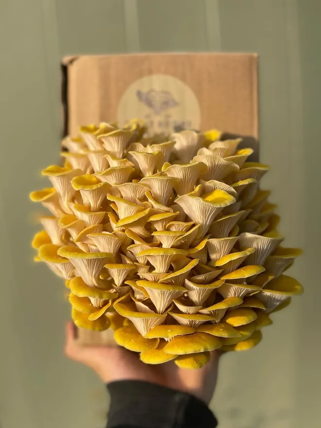 Yellow Oyster Mushroom Grow Kit