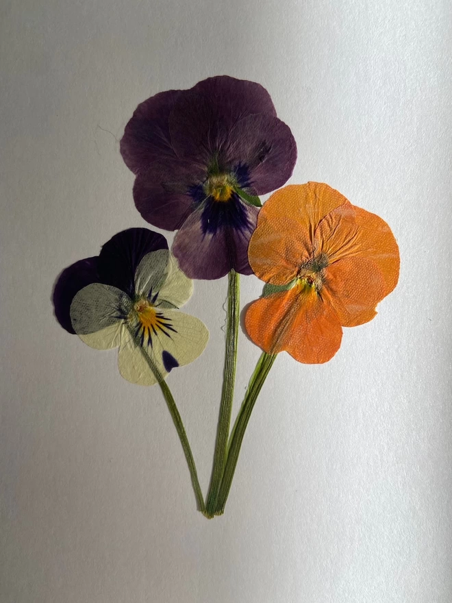 Close up three pressed pansy flowers in orange, purples and creams