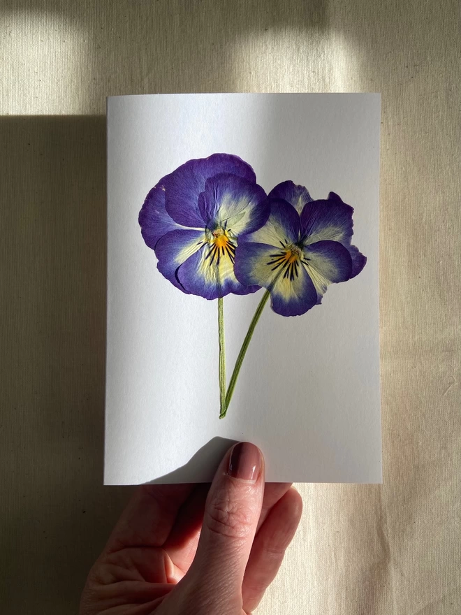 Hand holding pressed pansy flower greeting card