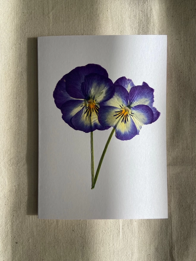 White greeting card with two pressed blue pansy flowers