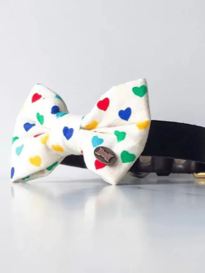 Colour of Love Dog Bow Tie on a collar