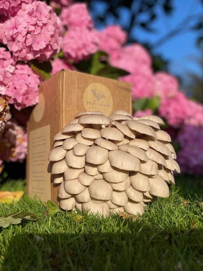 Blue Oyster Mushroom Grow Kit