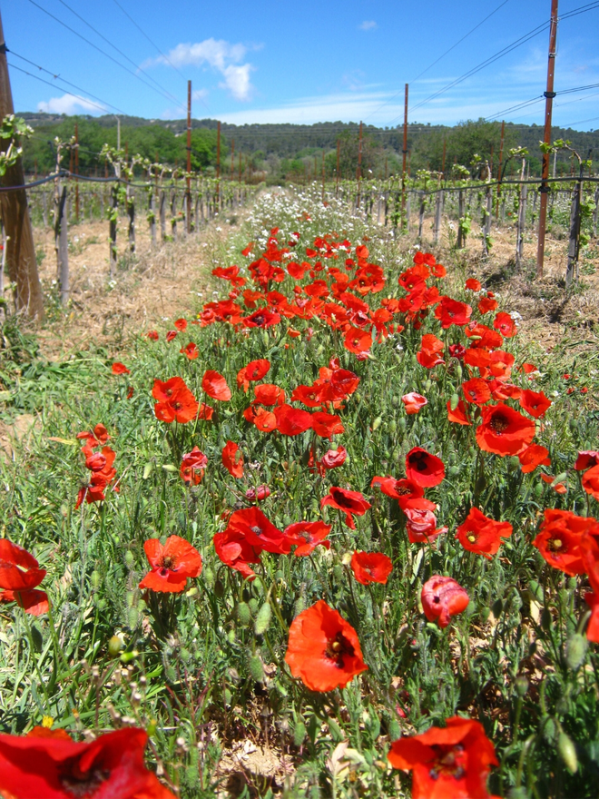 poppies grown in Provence vineyard