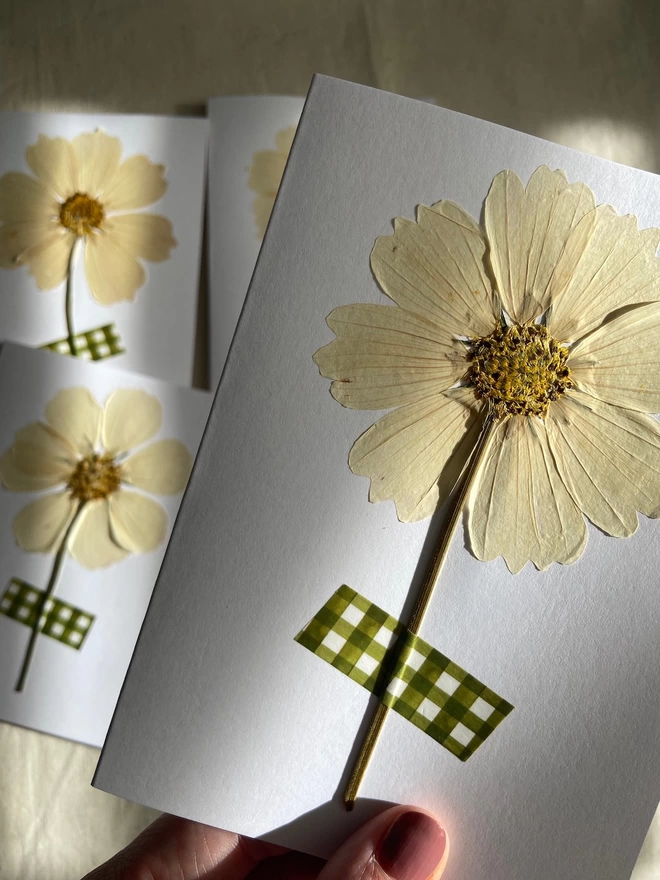 Hand holding pressed cosmos flower and gingham washi tape greeting card