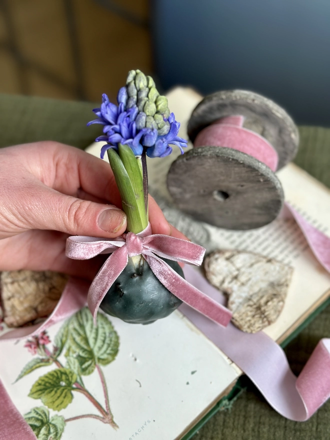A hand holds a fragrant hyacinth bulb encased in rich emerald green wax. The bulb’s stem sprouts from the wax, flowering with blue petals. A Dusty pink velvet ribbon is tied in a bow around the sprouting stem. The waxed bulb sits atop a decorative springtime book, beside a spool of the pink velvet ribbon.