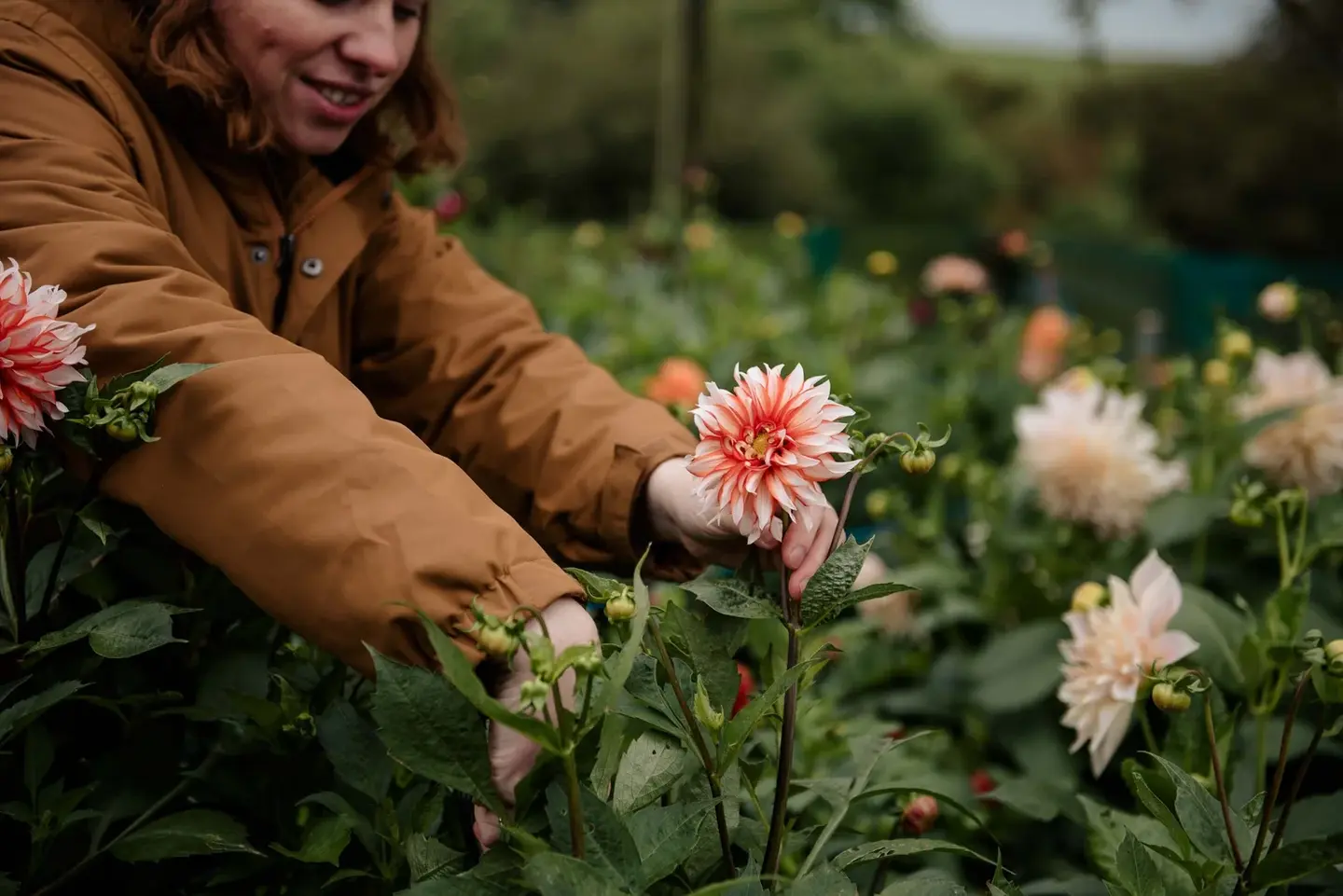 woman picking pink flower from greenery
