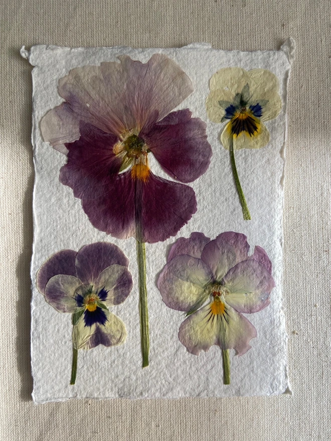 pressed pansy flowers on cotton rag paper 