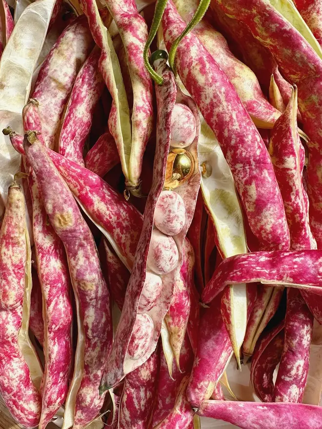 handmade ceramic borlotti bean Christmas hanging decoration