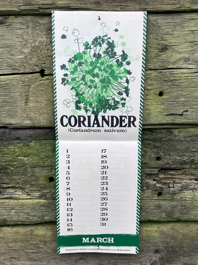 Coriander Illustration Page Spread from Kitchen Herb Garden Perpetual Calendar