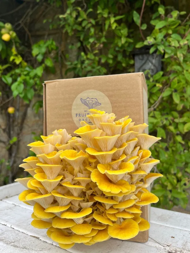 Yellow Oyster Mushroom Grow Kit