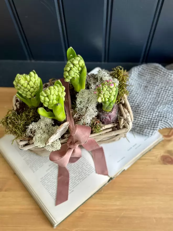 Trug rattan basket filled with flowering fresh hyacinths finishes with a pink velvet bow