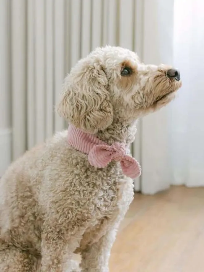 Handmade Corduroy Dog Necktie