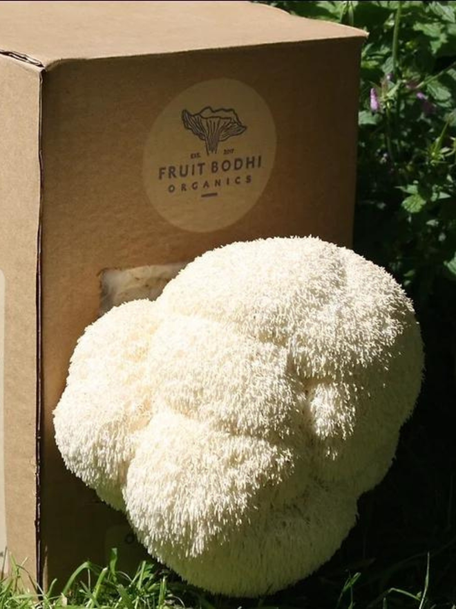 lion mane mushroom growing kit