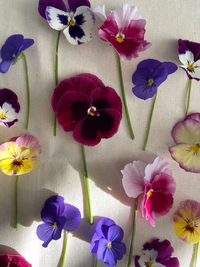 Multiple pansy flowers in a variety of colours