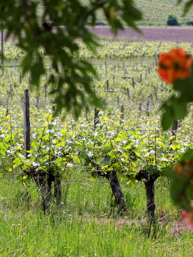 French vineyard landscape