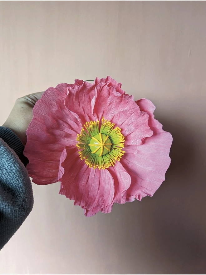 Small bright pink poppy (390)