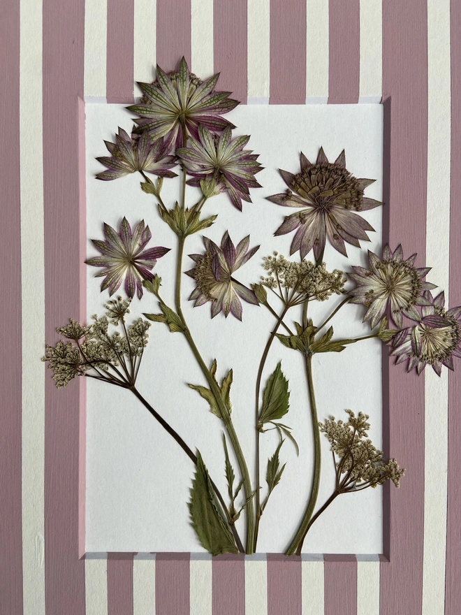 Close up as pressed astrantia and cow parsley flowers