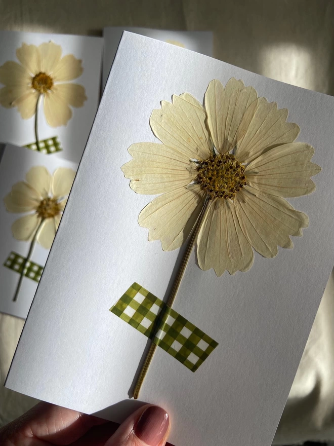 Hand holding pressed cosmos flower and gingham washi tape greeting card