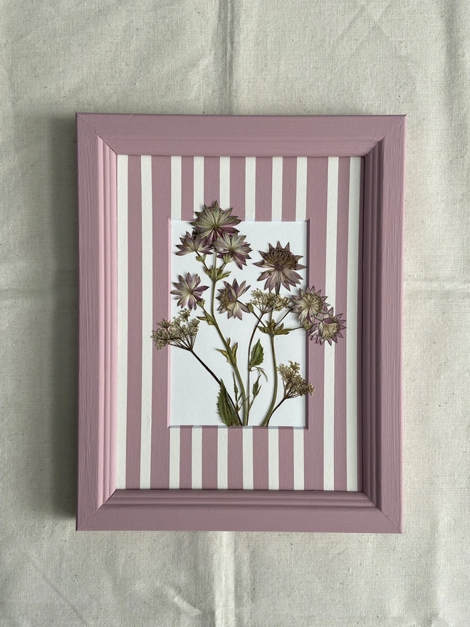 Pressed astrantia and cow parsley flowers in striped mount and frame