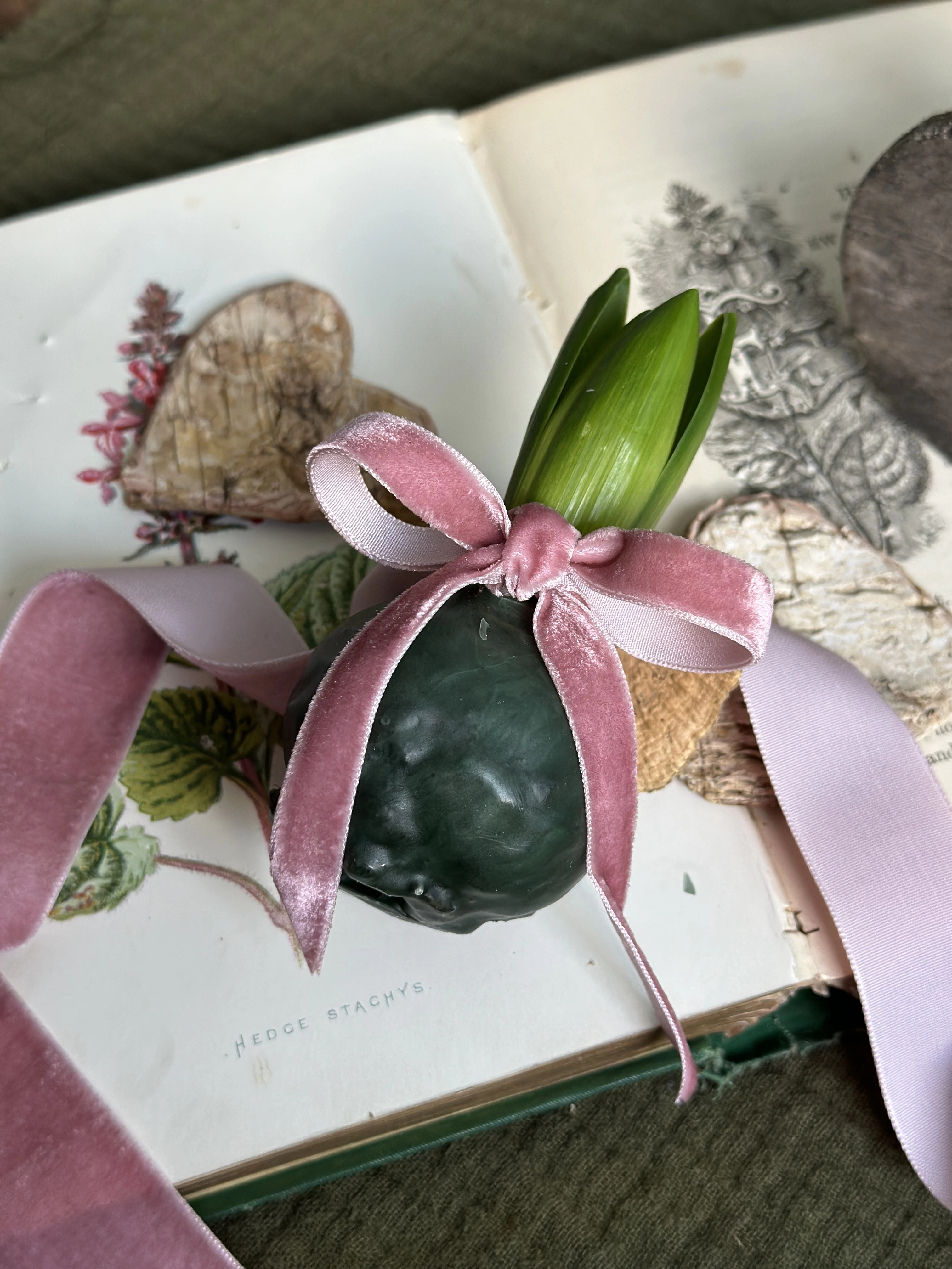 A fragrant hyacinth bulb encased in rich emerald green wax, its green stem sprouting from the wax. A Dusty pink velvet ribbon is tied in a bow around the sprouting stem. The waxed bulb sits atop a decorative springtime book.