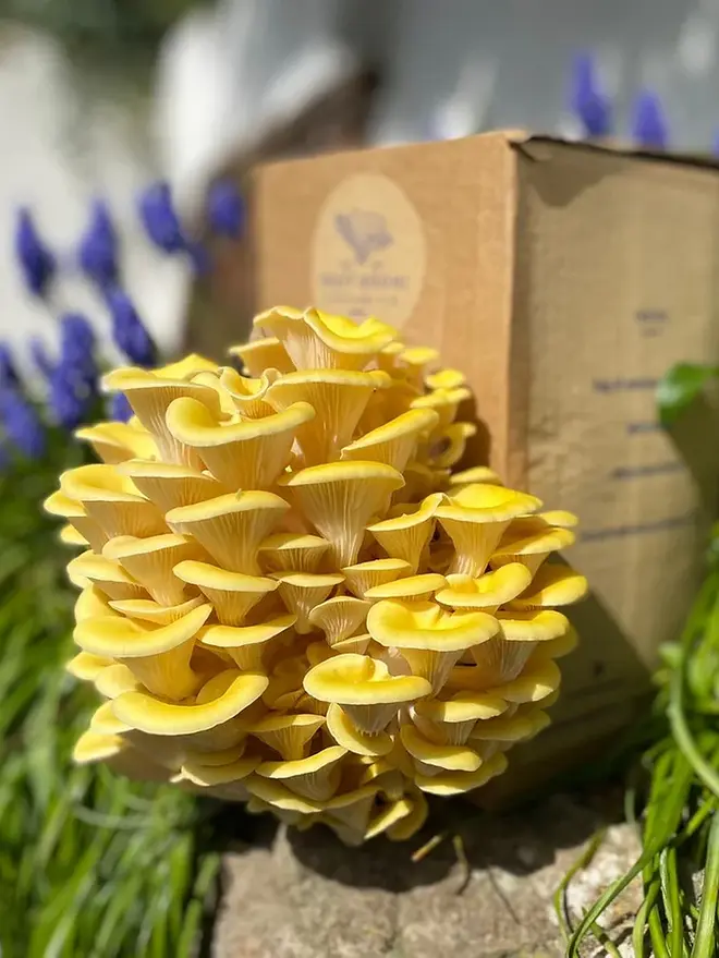 Yellow Oyster Mushrooms Growing Kit