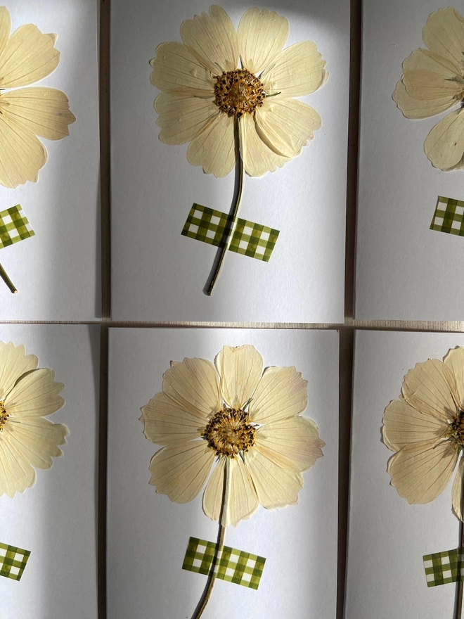 Close up of pressed cosmos flower greeting cards with gingham washi tape