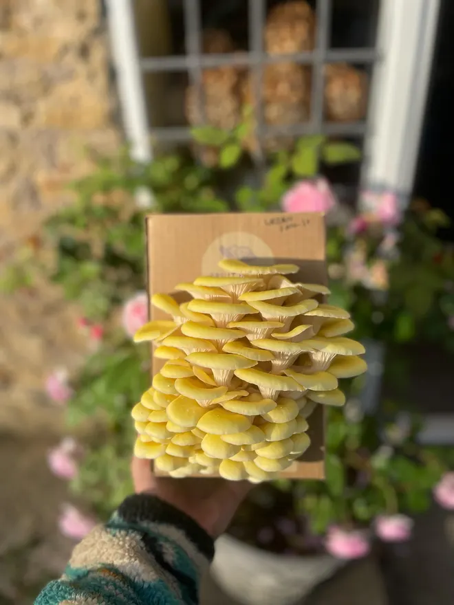 Yellow Oyster Mushrooms Grow Kit