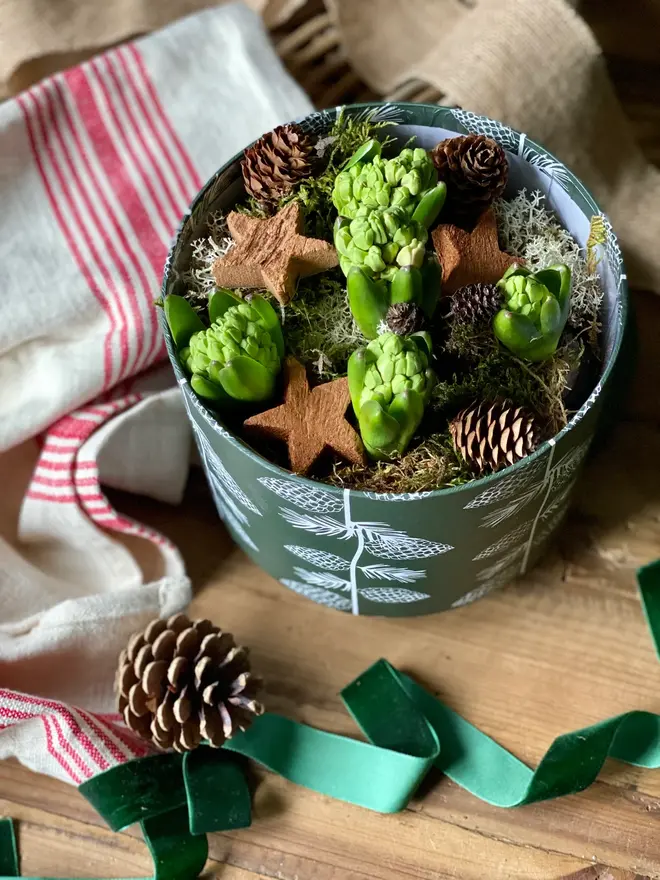 A green patterned hat box packed with fragrant hyacinth bulbs, decorated with miniature pine cones and wooden winter stars. 