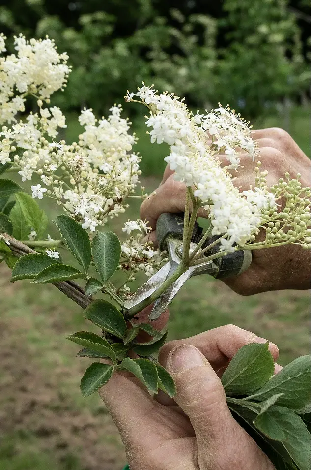 elderflowers
