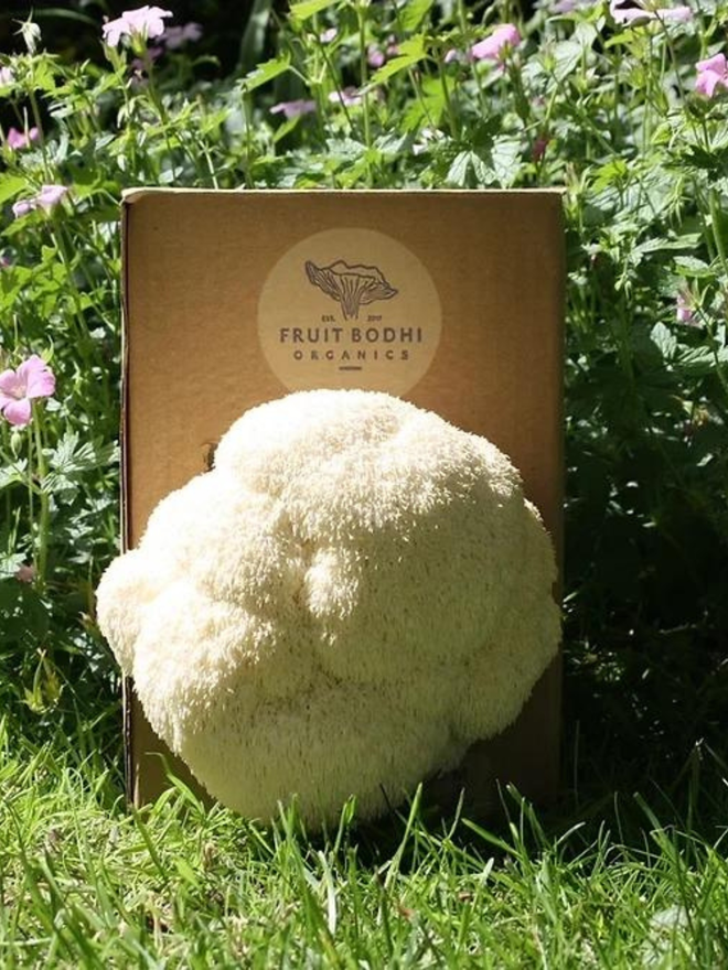 lion mane mushroom growing kit