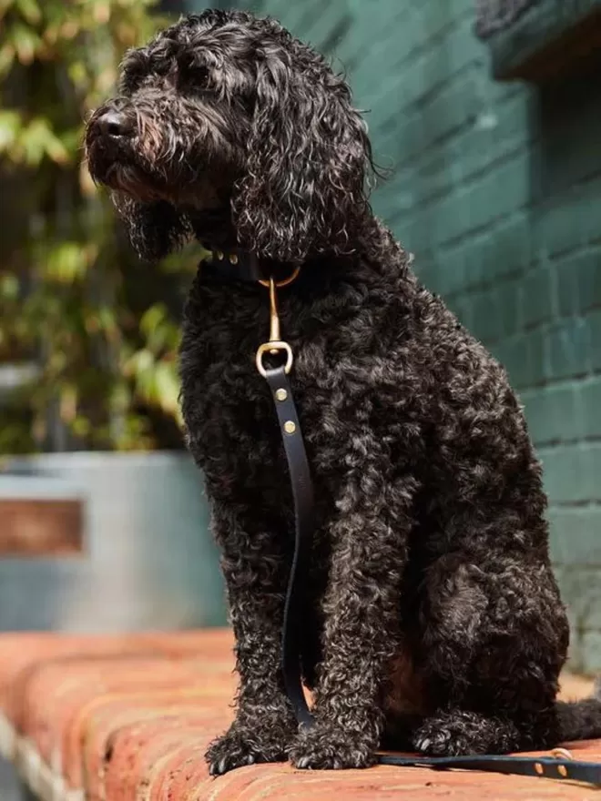 Navy Dog Collar