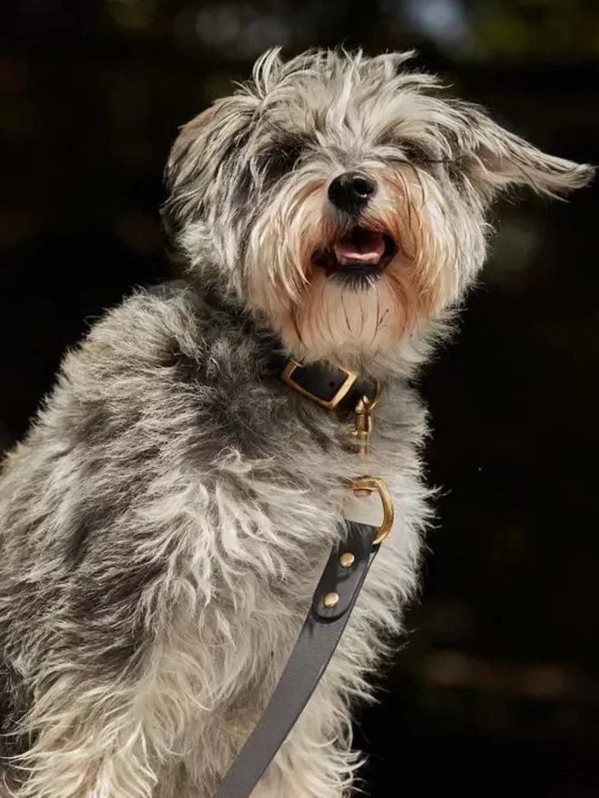 Leather Dog Collar - Grey