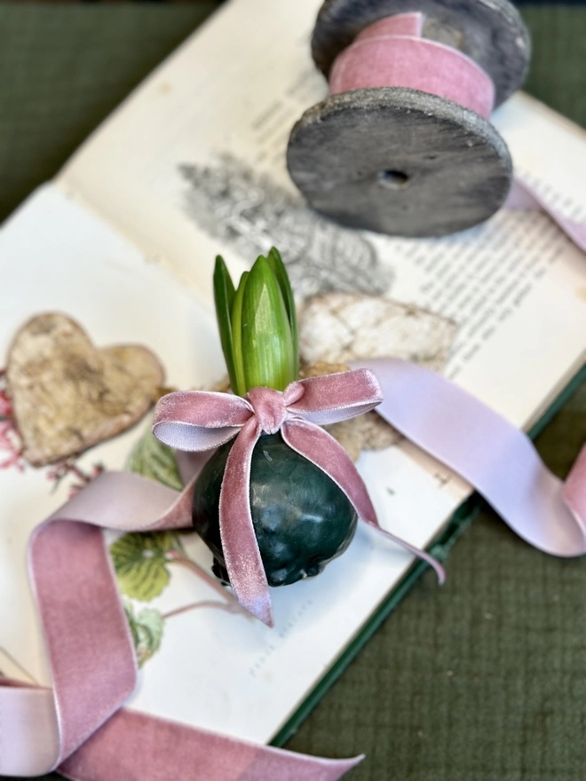 A fragrant hyacinth bulb encased in rich emerald green wax, its green stem sprouting from the wax. A Dusty pink velvet ribbon is tied in a bow around the sprouting stem. The waxed bulb sits atop a decorative springtime book, beside a spool of the pink velvet ribbon.