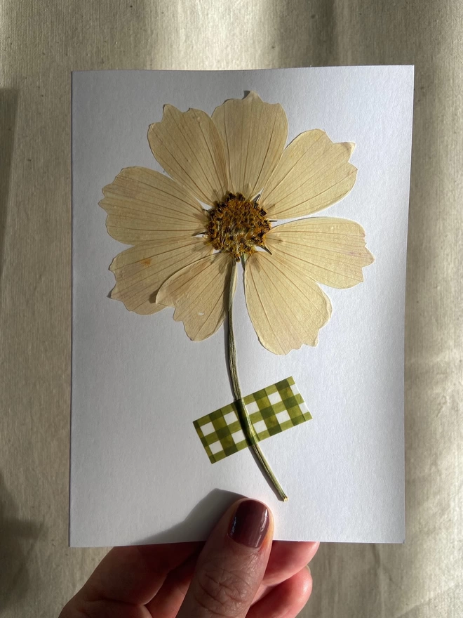 Hand holding pressed cosmos flower  on white greeting card