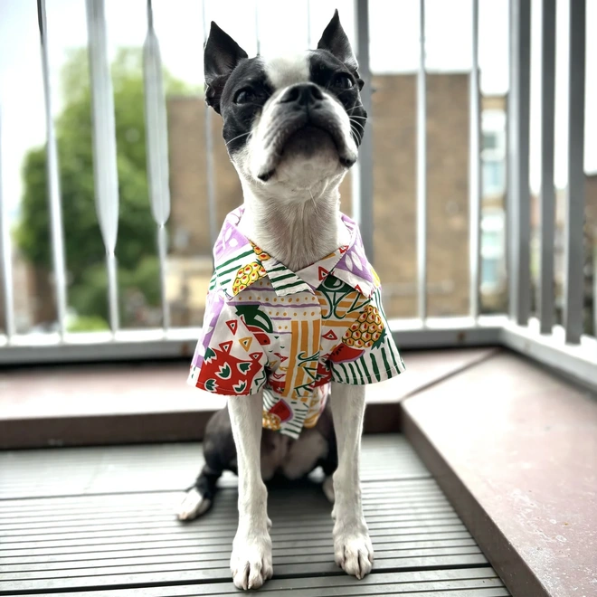 Hawaiian dog shirt